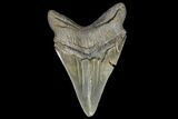 Serrated, Fossil Megalodon Tooth - Georgia #142355-2